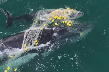Mother and her calf caught in shark net